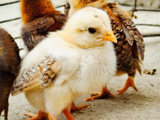 Young chicks on a poultry farm