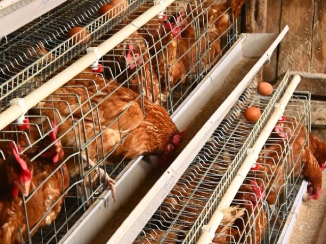 Brown layer hens in A-type battery cages with eggs on the egg guard