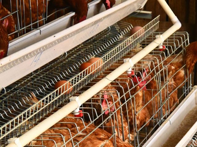 Hens drinking from a nipple drinker line in a layer cage row