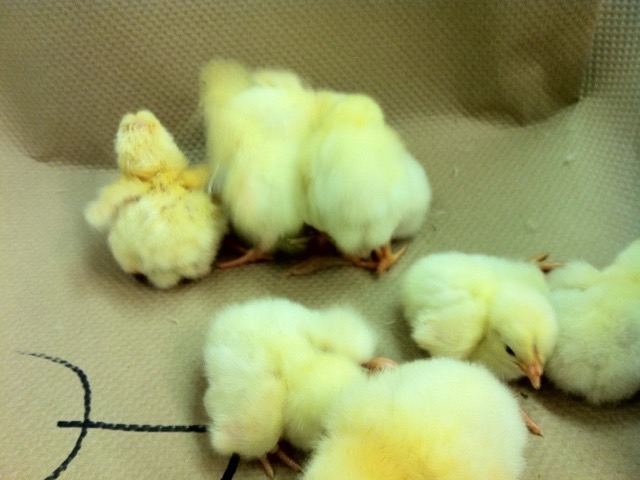 Day-old chicks in a transport crate
