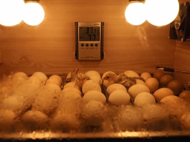 Eggs and newly hatched chicks inside an incubator