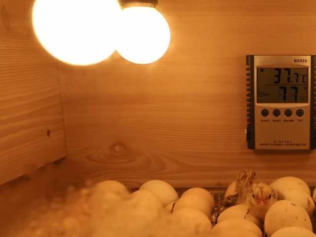 Warm brooding lamps glowing inside a poultry incubator